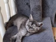 Reinrassige bkh Kitten - Dillenburg