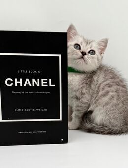 Wunderschöne reinrassige BKH Kitten mit Stammbaum! - Hagen (Stadt der FernUniversität) Zentrum