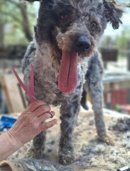 Hübscher Puli Rüde, 5 Jahre - Kappeln (Schleswig-Holstein)