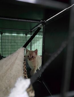 BKHmix kitten - Neuenkirchen (Landkreis Heidekreis)