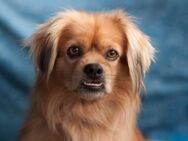 Fieto - King-Charles-Spaniel-Pekinesen-Mix - 5 Jahre - Tierhilfe Franken e.V. - Lauf (Pegnitz) Zentrum