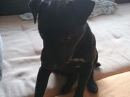 Patterdale-terrier - Rathenow