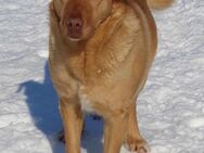 Lola der gute Laune Hund - München