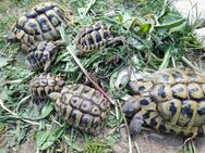 Griechische Landschildkröten - Angelbachtal