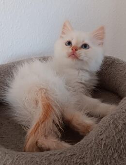 Süße Heilige Birma - Perser Katzenbabys, Babykatzen, Kitten, Katzen Perserkatze, cats - Berlin