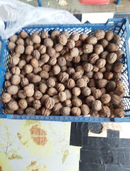 Walnüsse 1kg biete ich hier an - Pirna