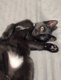 Liebevolle Katze sucht neues Zuhause - Gummersbach