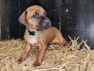 Rhodesian Ridgeback Welpen - Heede (Niedersachsen)