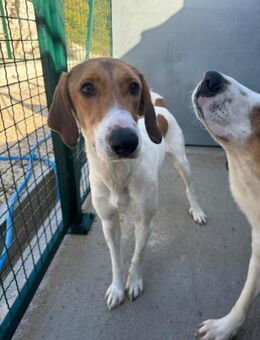 Aki sucht sein Zuhause - Hamburg