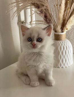 Ragdoll und türkisch angora mic Baby Katzen - Lübeck