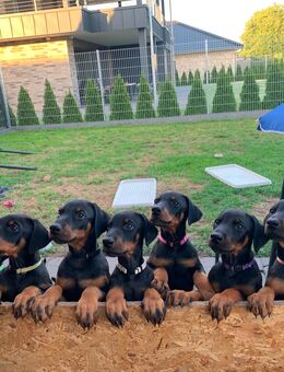 Wunderschöne Reinrassige Dobermann Welpen - Herzlake