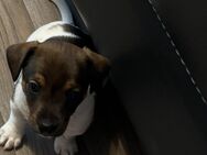 Wunderschöner, reinrassiger Jack Russel Terrier Welpe 1. Monat - Nürnberg