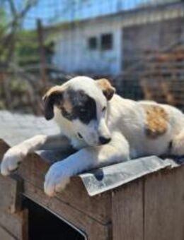 Liebevolle Pinar - München