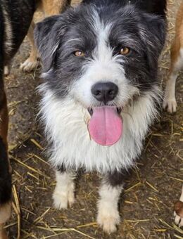 Freundliche Wuschelhündin Emmi - Düsseldorf