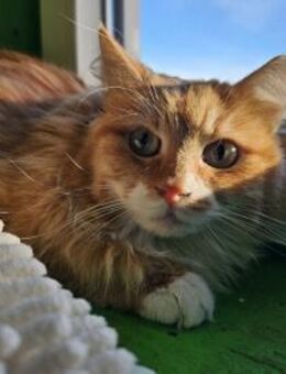 LEONIE - ein Notfall sucht ihr Licht! - Sulzbach-Laufen