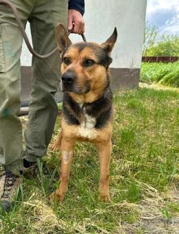 Mancs wartet auf seine Chance - Nordwalde