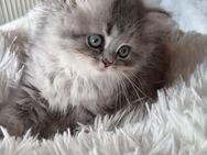 2 traumhafte BKH und BLH - Kitten - Aalen