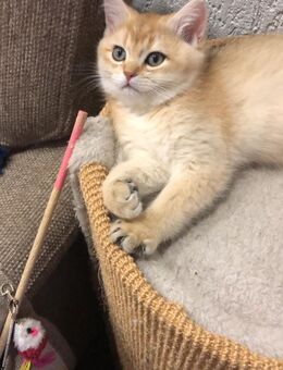 Reinrassige Britisch-Kurzhaar-Kätzchen mit Stammbaum – nur noch ein süßer Kater abzugeben! - Biberach (Riß)