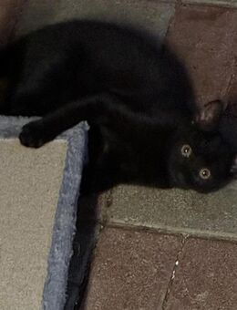 Kitten - kleine verspielte Kätzchen in liebevolle Hände abzugeben - Mühlhausen (Thüringen)