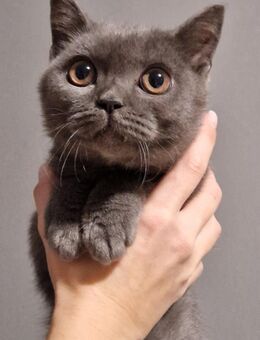 Reinrassige BKH kitten - Bargstedt (Niedersachsen)