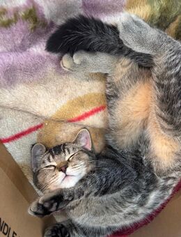 BKH Britisch-Kurzhaar Kitten in Gold und Gold-Tabby - Petersberg (Hessen)