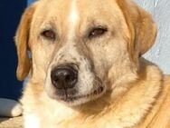Spike, geb. ca. 05/2019, GRIECHENLAND - Euskirchen
