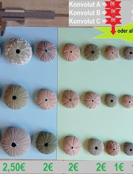 TOLLE DEKO für Naturkunde-Freunde und für das Aquarium: >>> leere Seeigel-Gehäuse - Willich