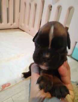 Unsere Boxerwelpen sind angekommen - Lauterecken