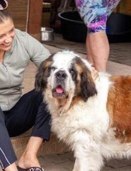 Maja von kettenlos - Bollingstedt