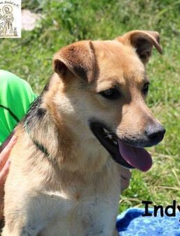 Indy mit ihr wird Langeweile zur ... - Kissing