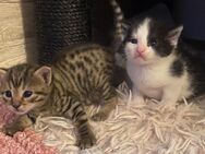 Schwarz e Main coon mix Katzenbabys - Ulm