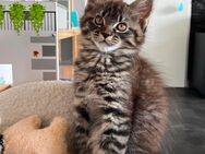Wunderschöne Maine Coon Kitten - Helsa