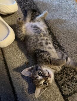 4 kleine Junge Kitten - Dortmund Huckarde