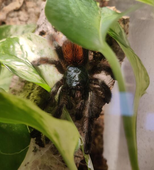 0.1.0 Caribena versicolor, 6 cm - Bremerhaven