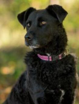 Lexi - Schönheit sucht Zuhause - Kallmünz