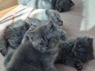 Britisch kurzhaar KITTEN - Stuttgart