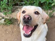 Labrador Finni sucht ein Zuhause - Seevetal