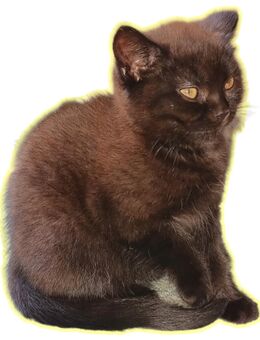 Reinrassige BKH/ BLH Kitten mit Ahnentafel - Kevelaer