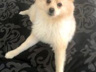 Kleiner Spitz Miko sucht sein Zuhause - Berlin