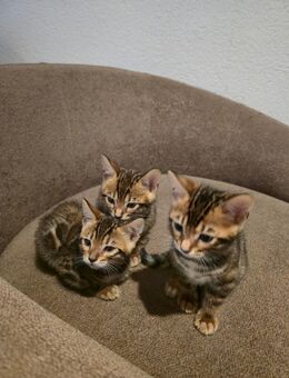 Bengal baby Katze - Frankfurt (Main) Zeilsheim