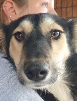 ISABELLA-schlanke Schönheit,weiches Fell - Rösrath