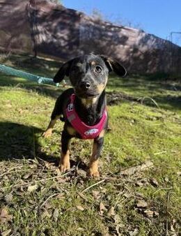 Coole Chihuahua/Pudelmixhündin Käthe# - Essen