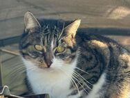 🆘 Smiley sanfter Tigerkater 🆘 - Eislingen (Fils)