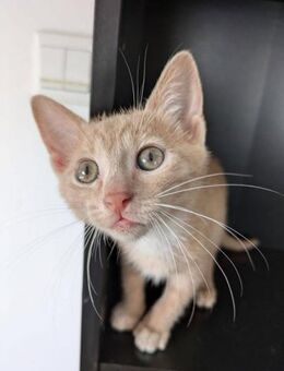 Columbo - Detektiv auf Pfoten 🐾 - Kirchheim (München)