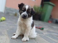 Xira❣️ Armes Seelchen sucht das Glück - Spenge