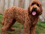 Goldendoodle ich suche. - Frankfurt (Main) Altstadt