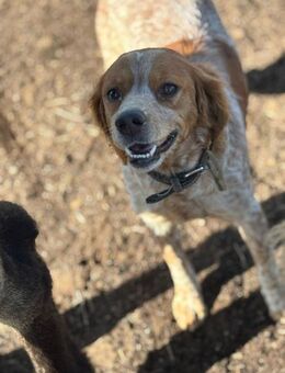 Birba 💜💜💜 eine liebe Seele - Herxheim (Landau)