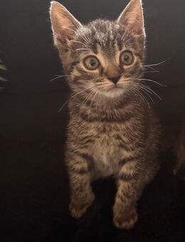 Kater , Kitten, Katze ‚Katzenbabys suchen ein Zuhause - Homberg (Efze)