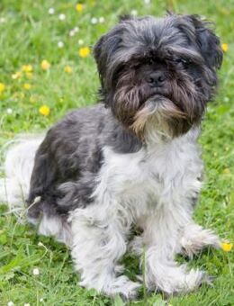 SIR BOBBY - süßer Hundebub - Betzenstein