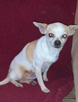 🌸 Aurora eine kleine Chihuahua-Seele - Kassel